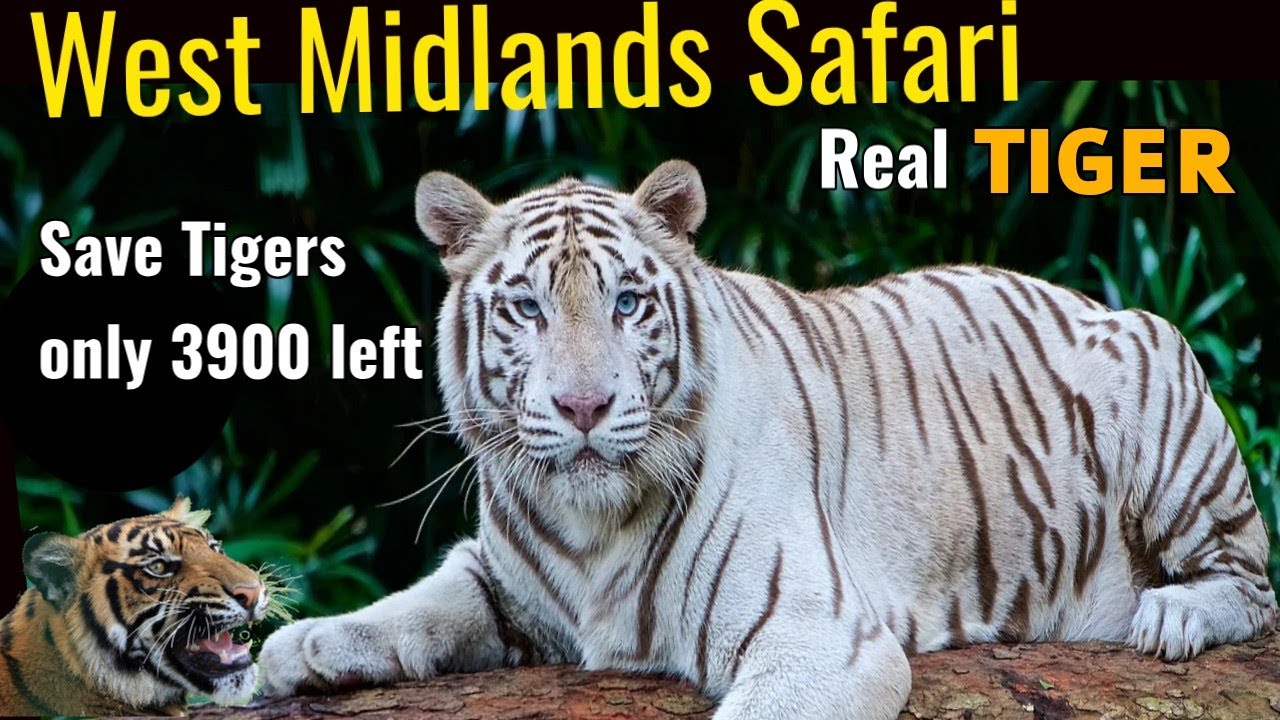 International Tiger Day 2021 | World Tiger Day | west midland safari tiger | World Tiger Day 2021