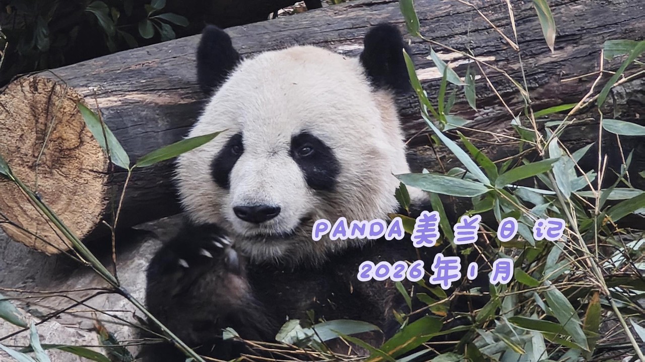 【PANDA美兰日记】2026年的美兰先生开饭啦！