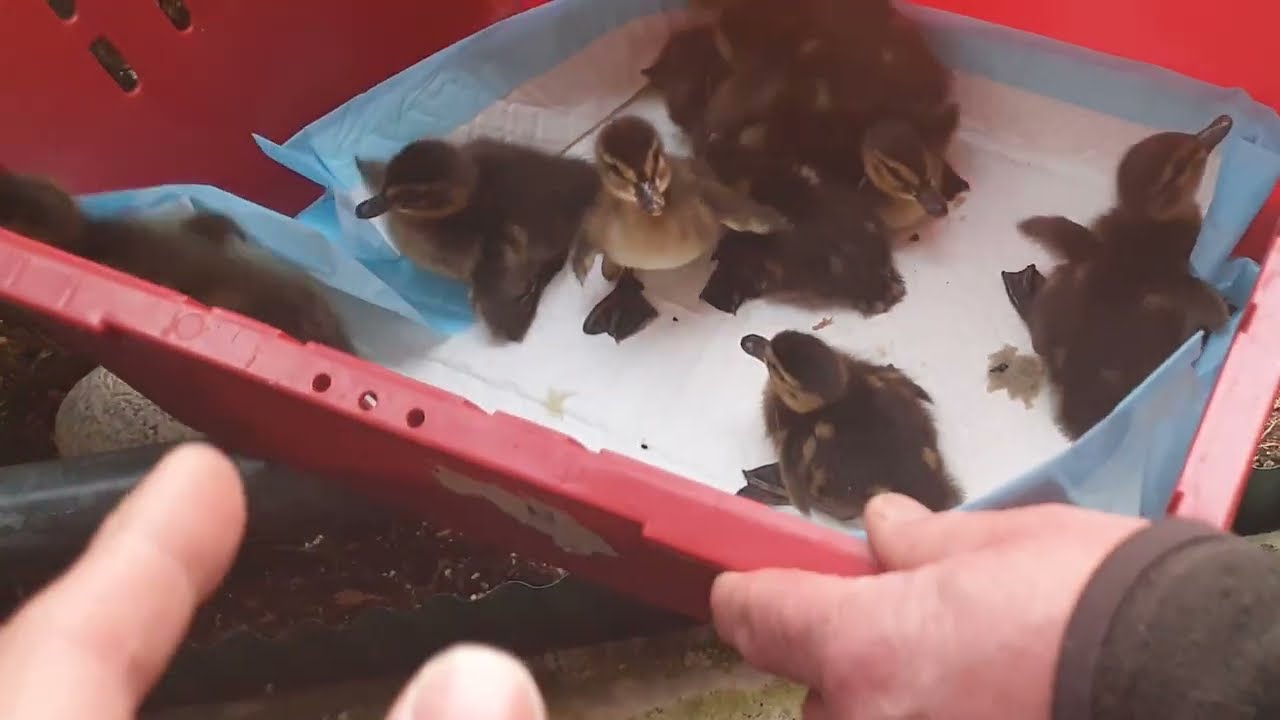 🦆 Ente Friedas Küken sind geschlüpft und müssen nun vom Balkon geholt werden