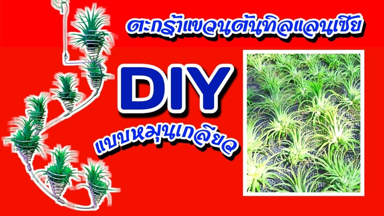 DIY ตะกร้าแขวนต้นทิลแลนเซียแบบหมุนเกลียว | DIY Spiral Tillance Hanging Basket @Kaset_In_House