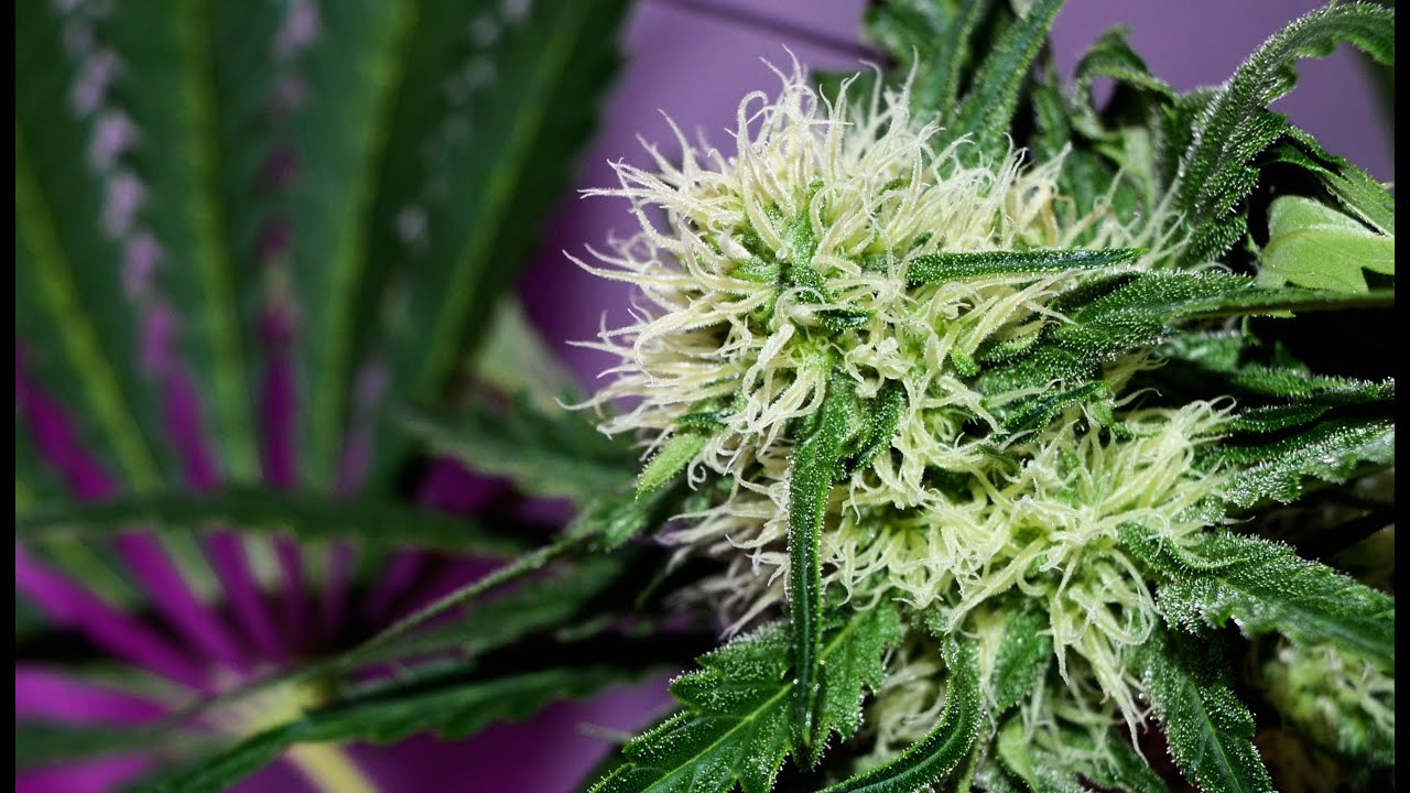 LED vs HPS - marihuana grow