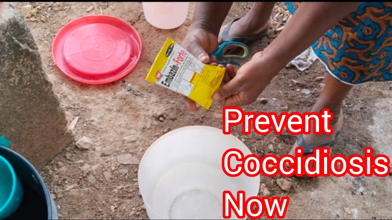 Stop coccidiosis before it kills your chicks