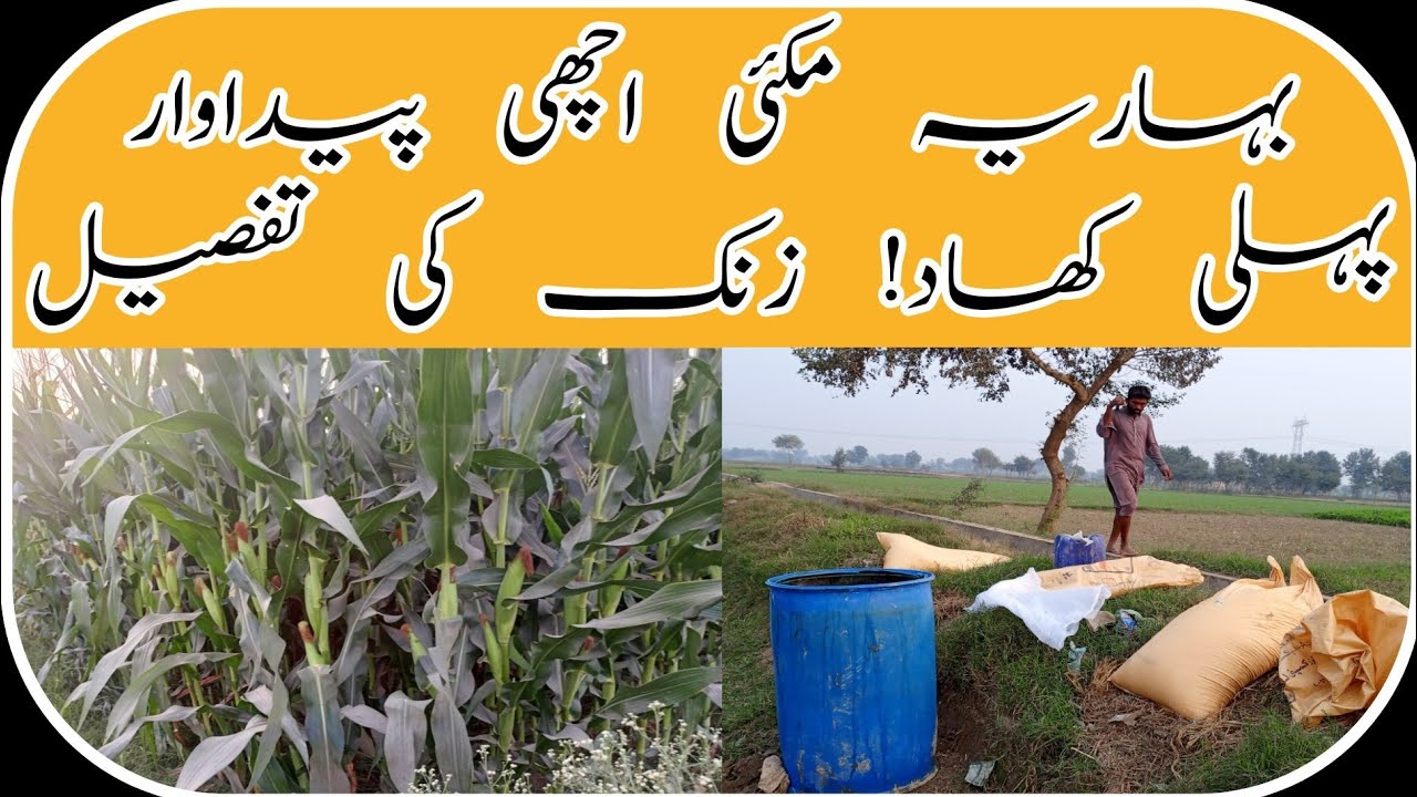 Maize 🌽 Makai ka Fertilizer Plane! بہاریہ مکئی کی بنیادی خوراک اور کھاد اور سلفر استعمال کا طریقہ 