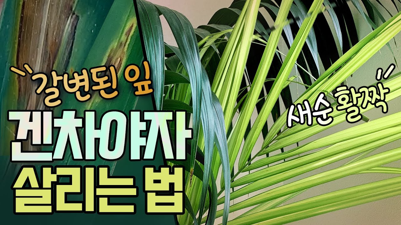 겐차야자 잎갈색, 잎마름 이유와 해결방법🌿겐차야자 분갈이🌴야자나무 살리는 꿀팁!💚야자나무 키우기💚겐차야자 물주는 방법🌿나무가 회복되는 영상포함