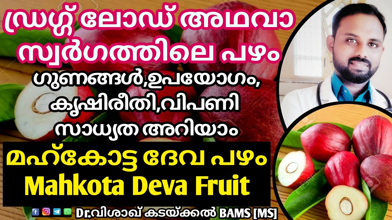 Mahkota dewa fruit [Malayalam ] benefits | Mahkota dewa plant in kerala [ മഹ്കോട്ട ദേവ ]