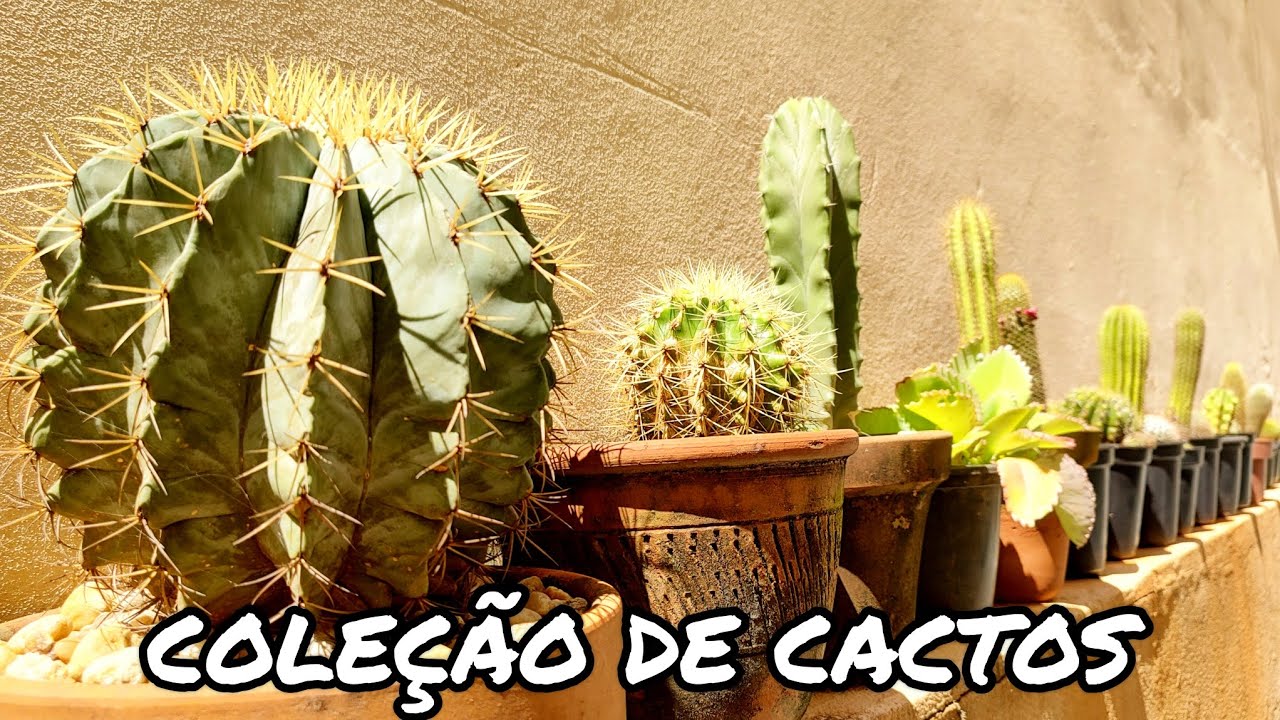 MINHA COLE&Ccedil;&Atilde;O DE CACTOS E SUCULENTAS EM 2024 | CACTUS TV