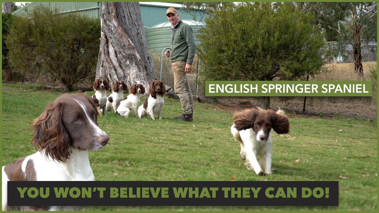An introduction to English Springer Spaniel for hunting - Rosstulla Gundogs