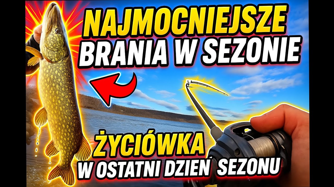 NAJMOCNIEJSZEBRANIA W SEZONIE 🔥 (NOWA ŻYCI&Oacute;WKA) SZCZUPAKI BBF SEASON 1 EPISODE 11