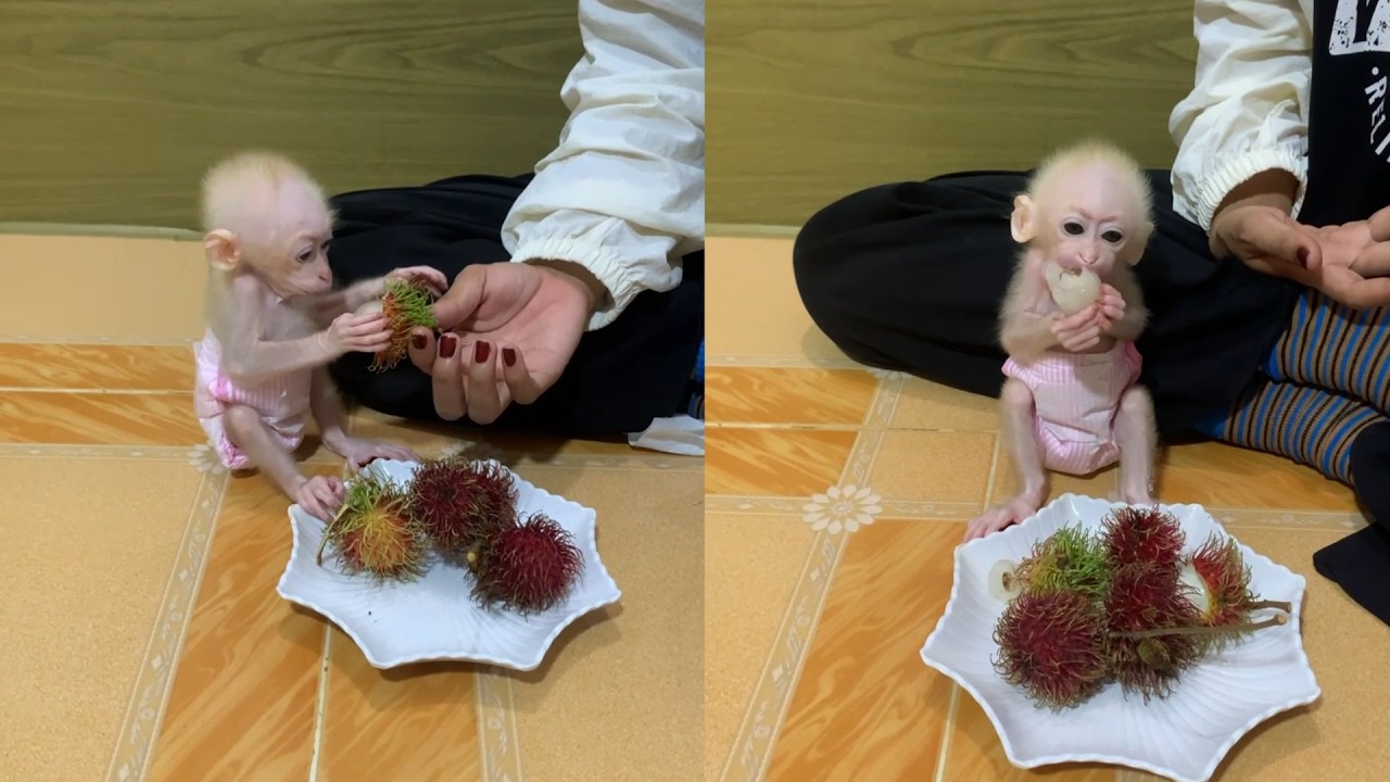 Tiny Baby Monkey Tries Sweet Rambutan for the First Time! 🐒✨