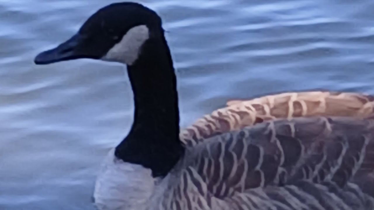 My Feathered Friends 🐦 🐦‍⬛ 🦜 