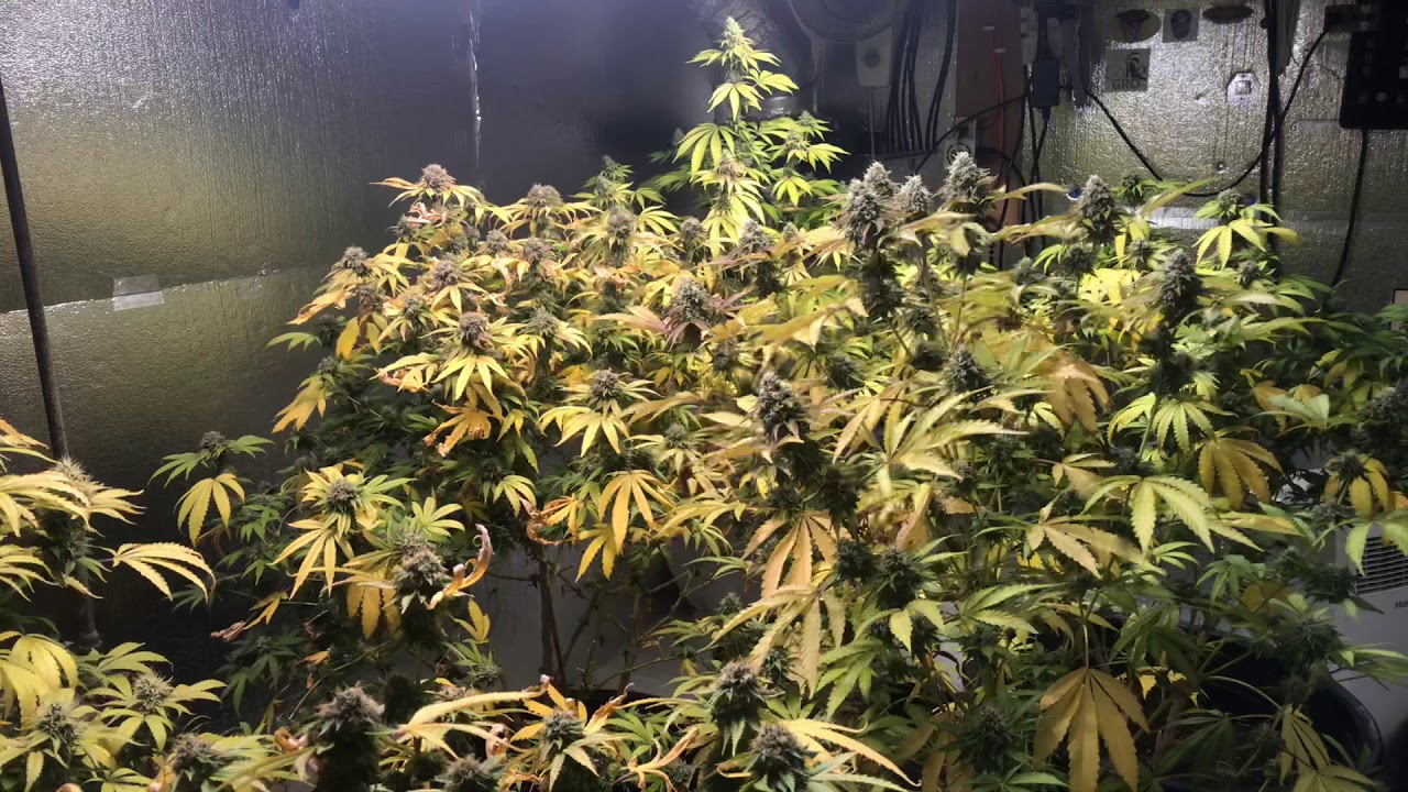 Indoor medical cannabis garden update 41 days in flowering