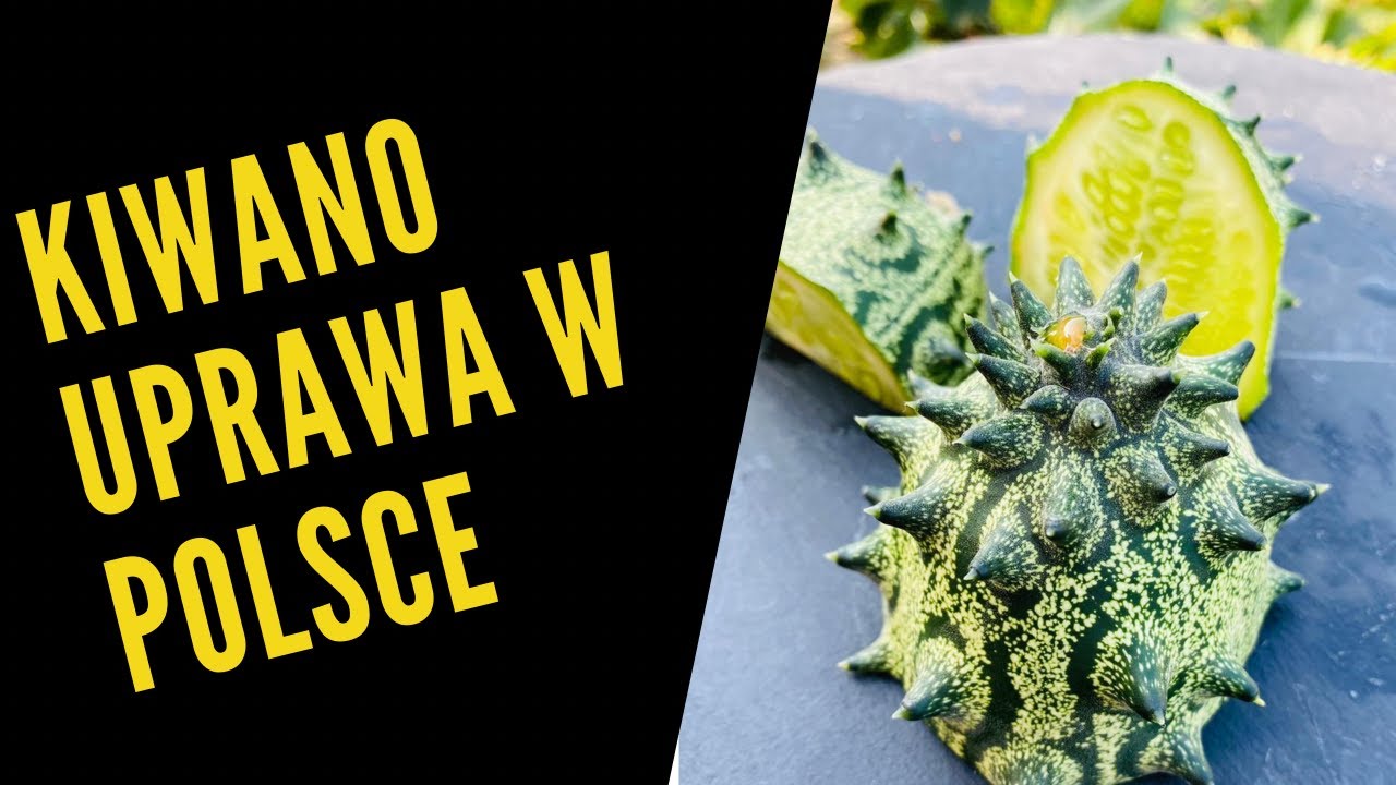 Kiwano czyli ogórek afrykański - uprawa.