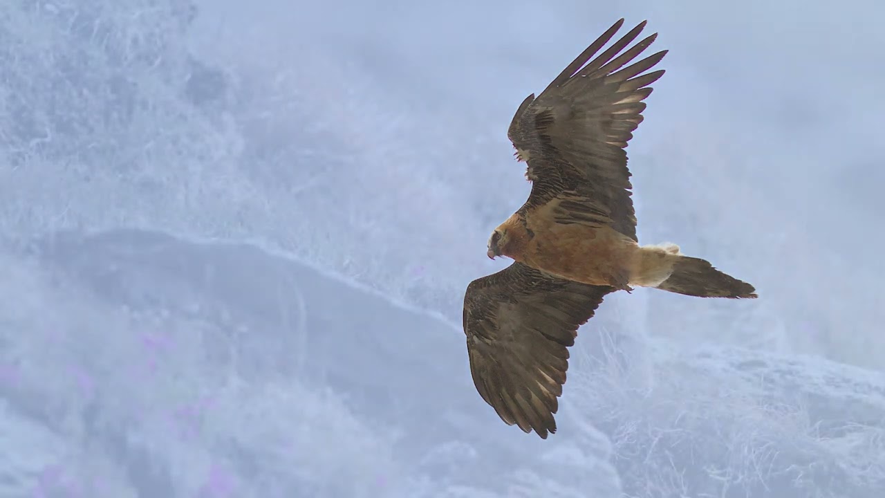 Valchiavenna fotografia naturalistica