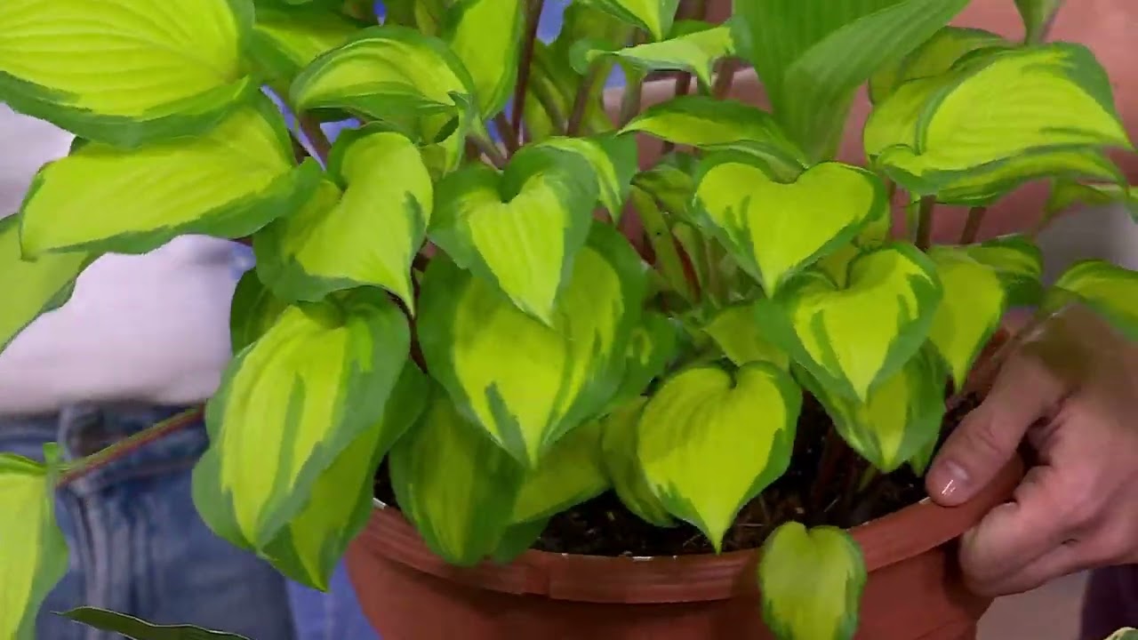 Cottage Farms 5-Piece Premium Hosta Collection Plants on QVC