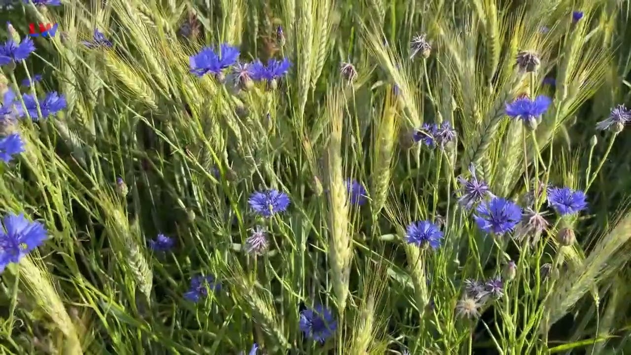 nat&uuml;rlich Lausitz: Die Kornblume - LAUSITZWELLE