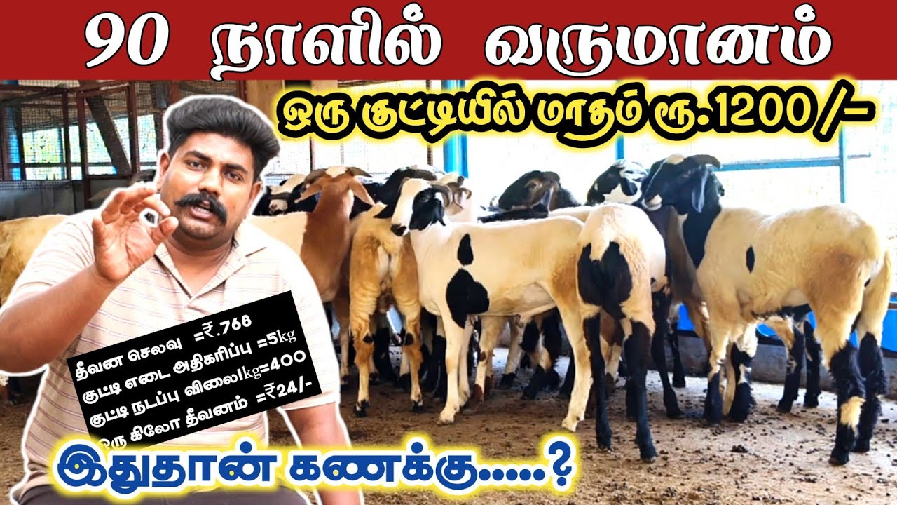 90 நாளில் வருமானம்/ எல்லா தீவனமும் போட்டாச்சு இது தான் பெஸ்ட் 