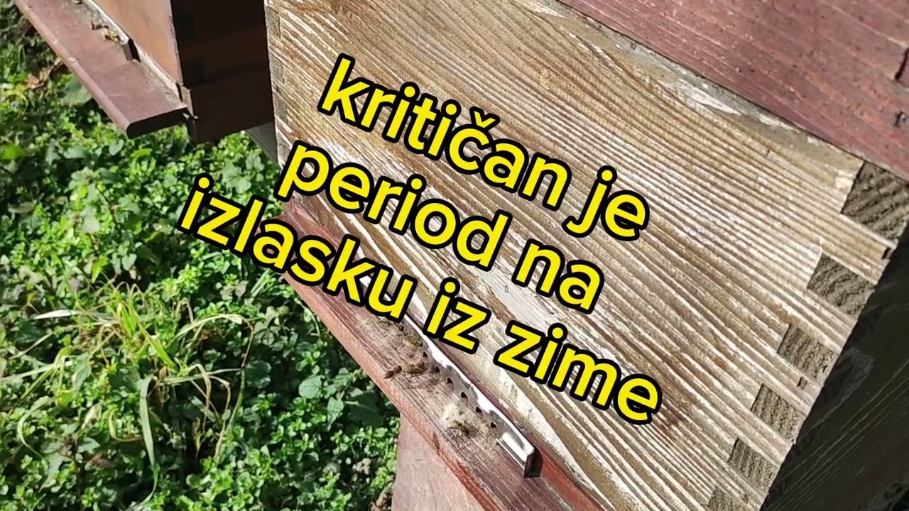 Pčelinjak u veljači- treba li i kako pomoći pčelama