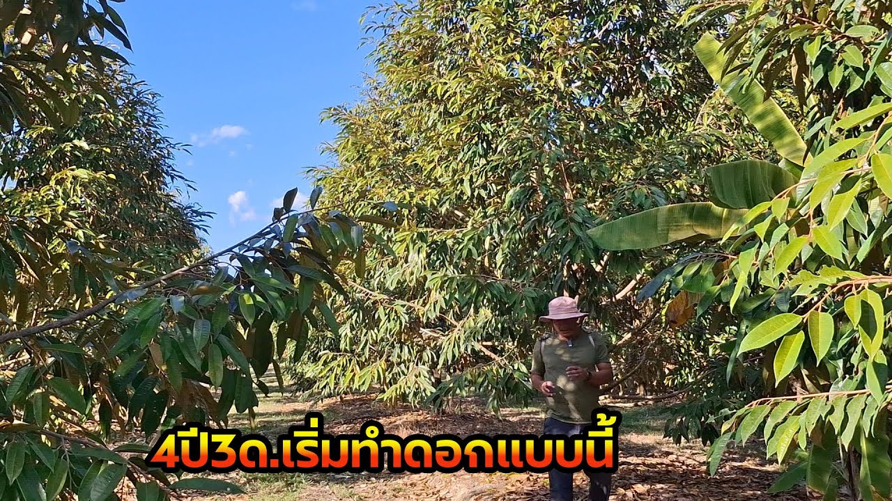 การทำทุเรียนเอาผลผลิต...4ปีกว่าๆครั้งแรก