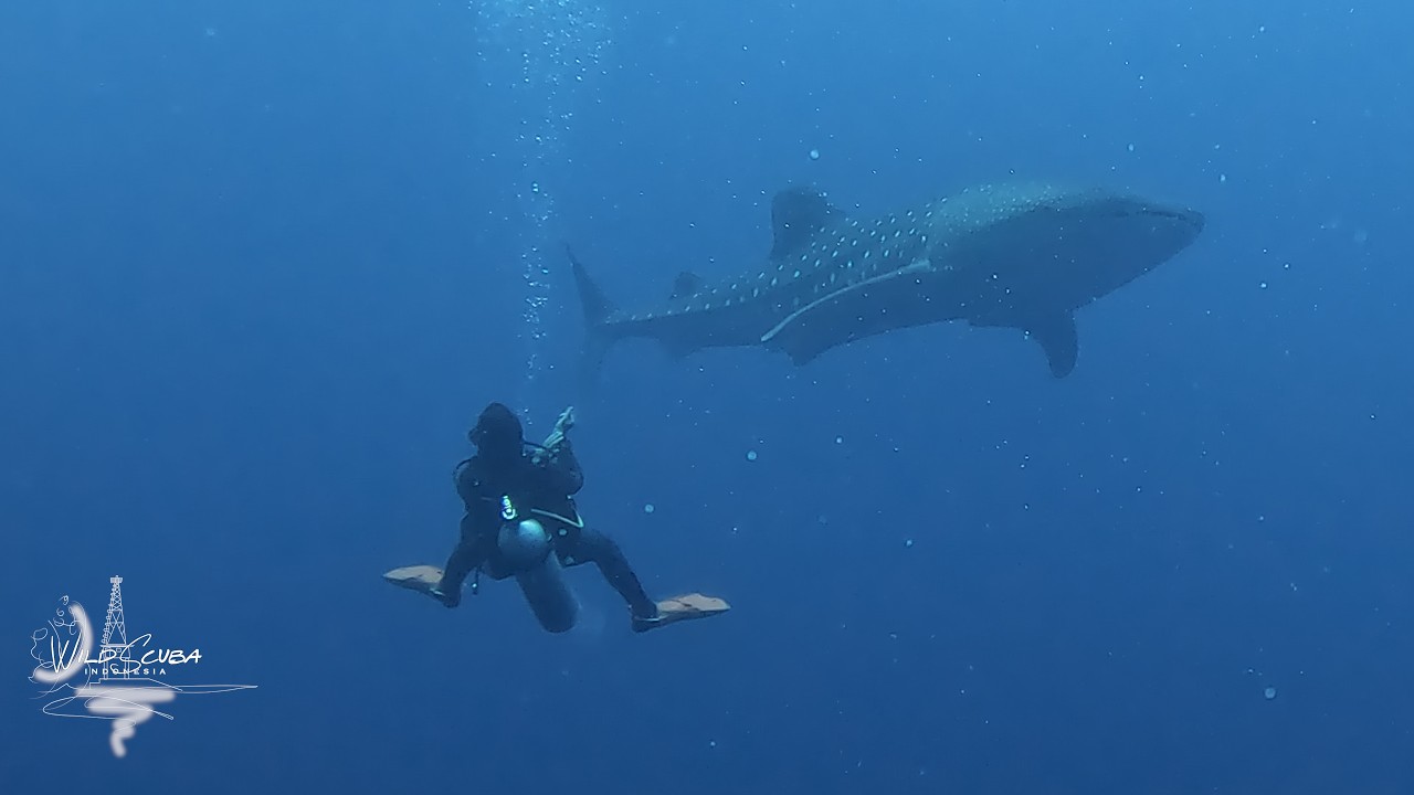 First Whaleshark of 2026!!!
