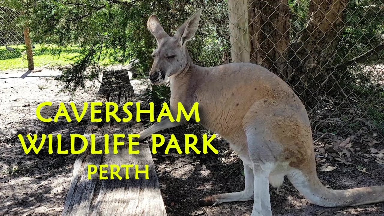 Caversham Park, Perth | പെർത്തിലെ കവർഷാം വൈൽഡ് ലൈഫ് പാർക്ക്