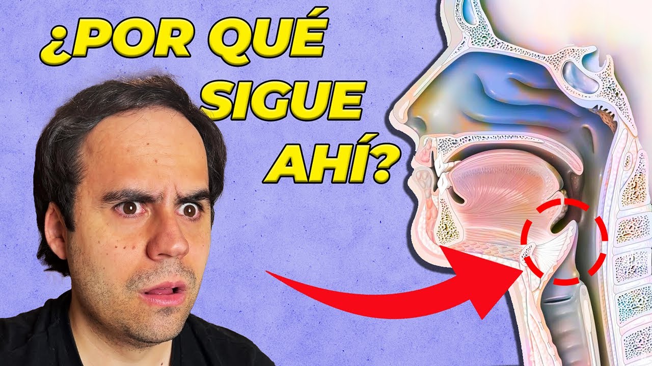 5 Partes de tu Cuerpo que NO Deber&iacute;an Existir