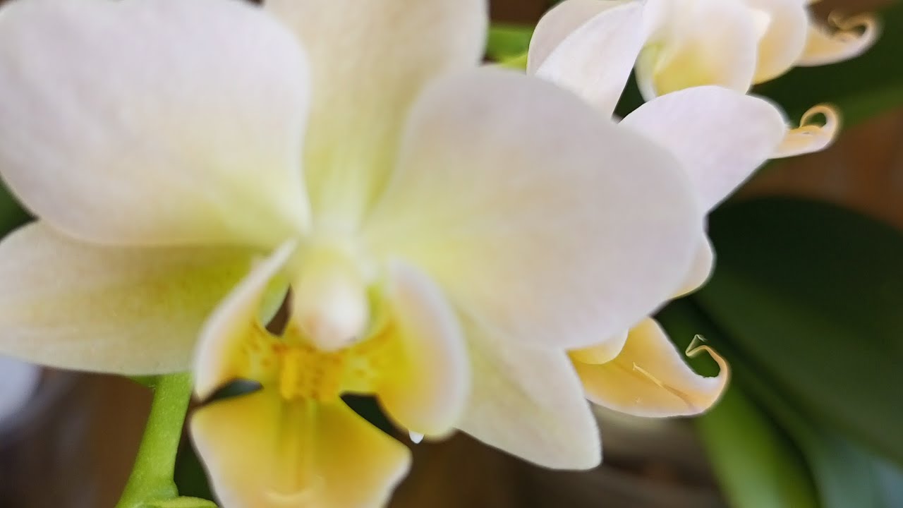 01.03.2026.ЦВЕТЕНИЕ МОИХ ОРХИДЕЙ НА 1 МАРТА! 👍🌺☀️