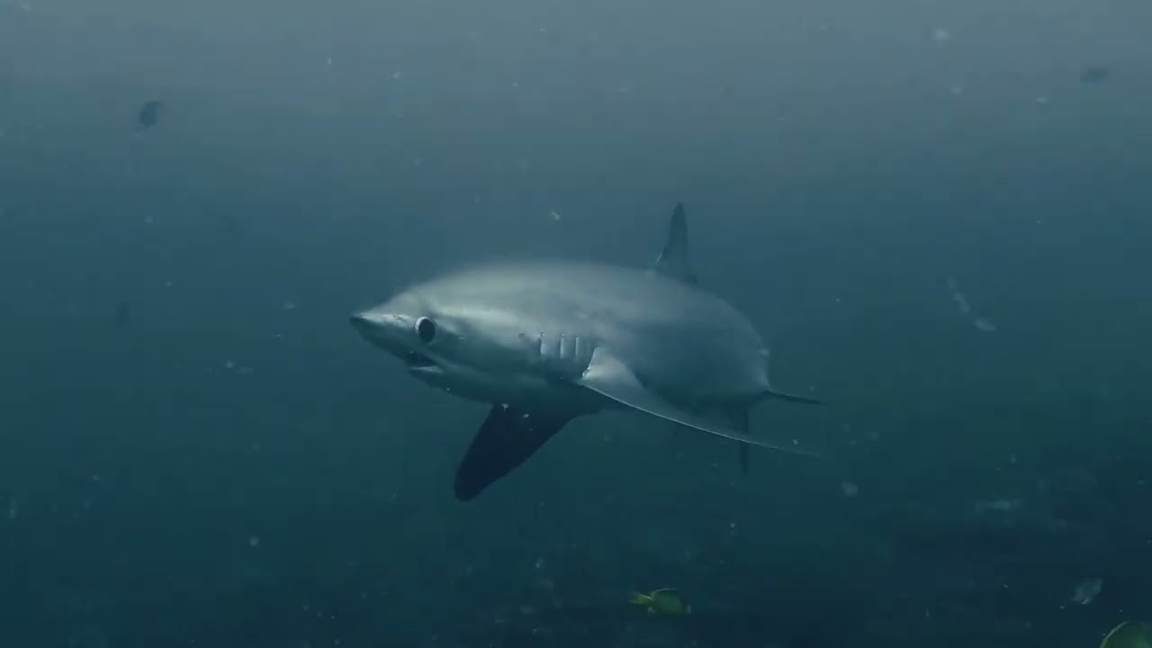 thresher shark