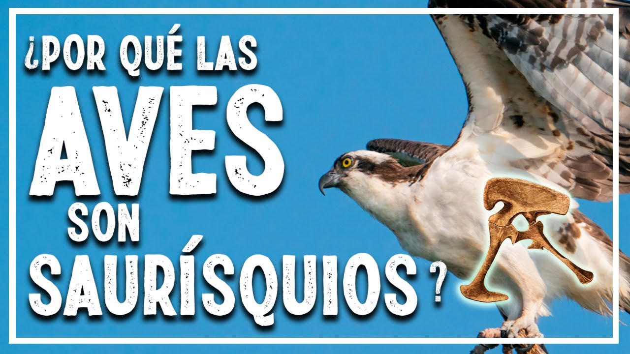 🐦 ¿Las AVES son DINOSAURIOS con pelvis de LAGARTO? 🦖