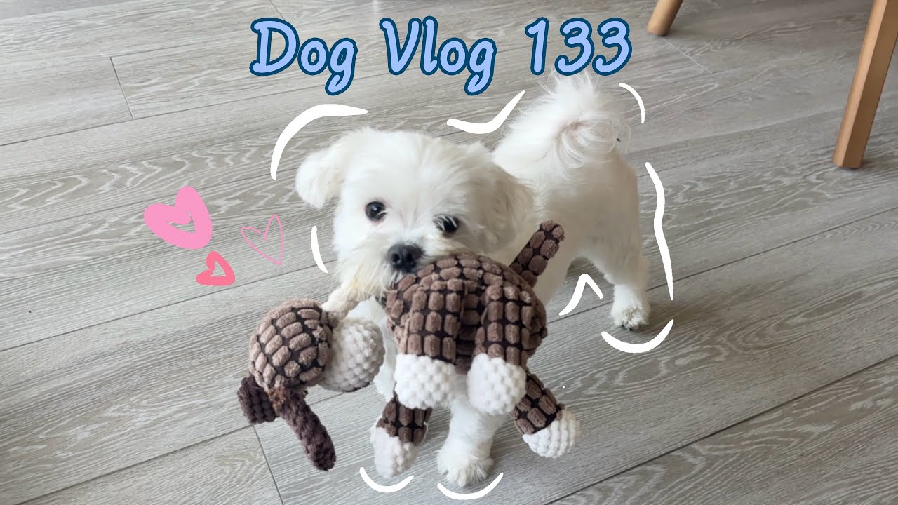 Maltese Dog Shows off his Toy 🐶🧡