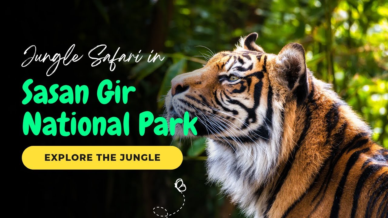 Gir Jungle Safari – Lion Se Mulaqat LIVE!