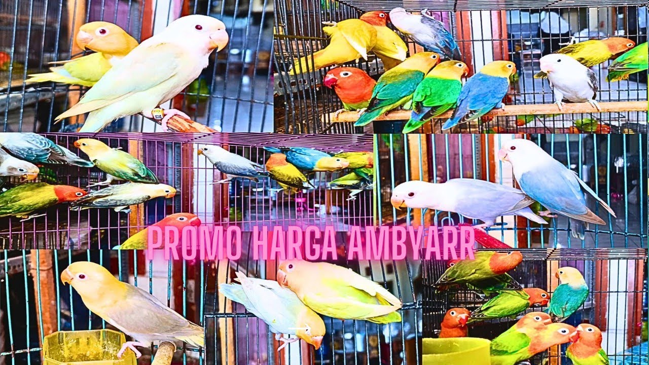 promo lovebird ambyar termurah sejakarta,borong nanti kehabisan om,ready warna cantik dan unik !!!