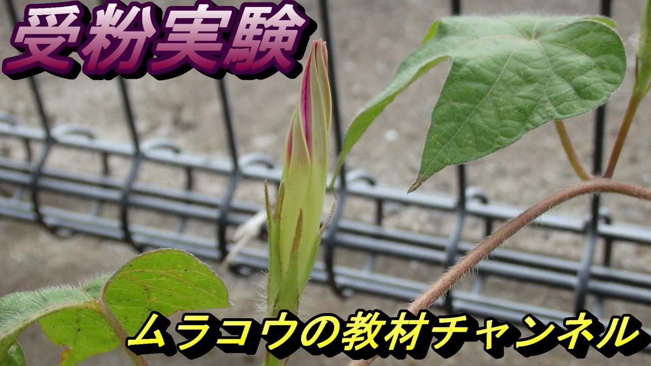 アサガオの受粉実験（小５理科）