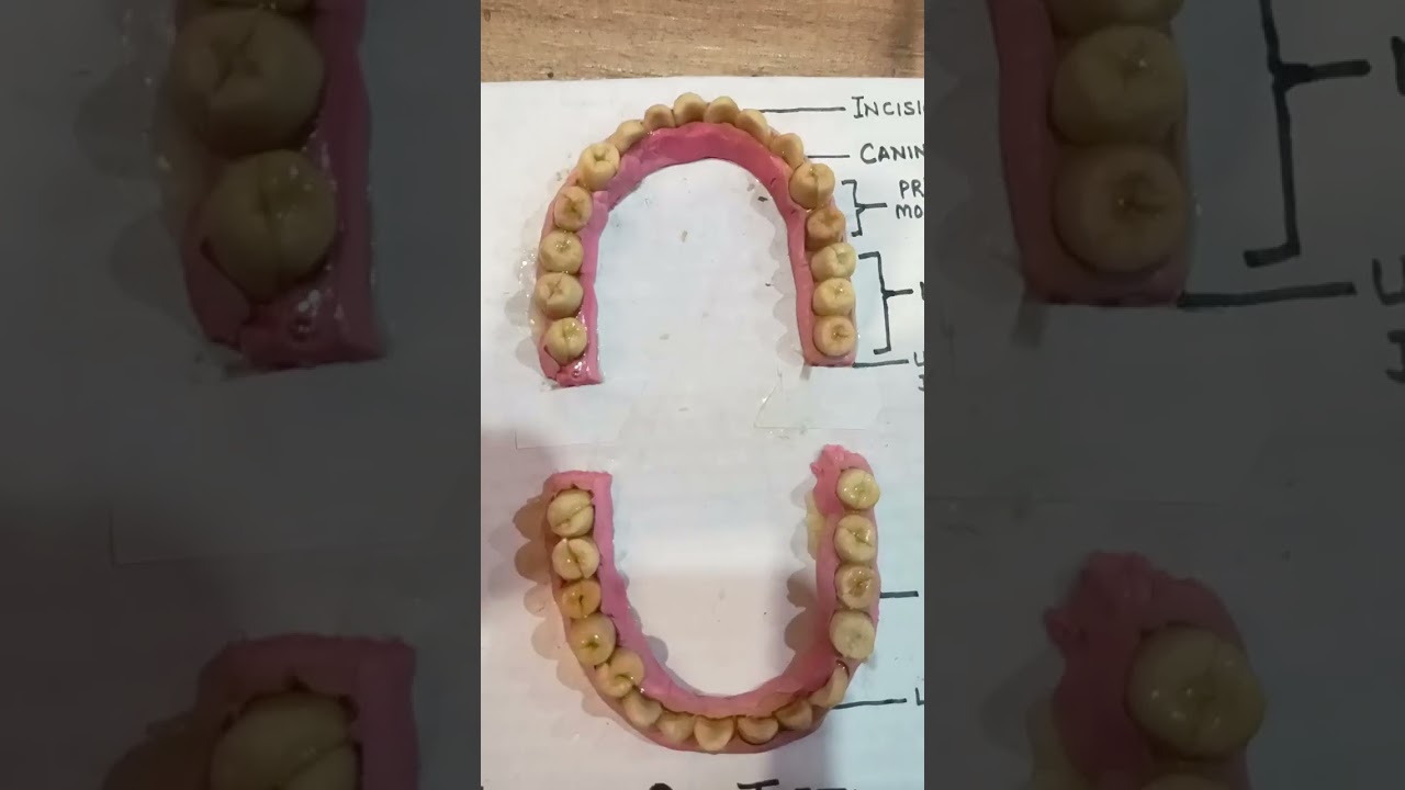 teeth model with clay and peanuts #science#project#art#teeth