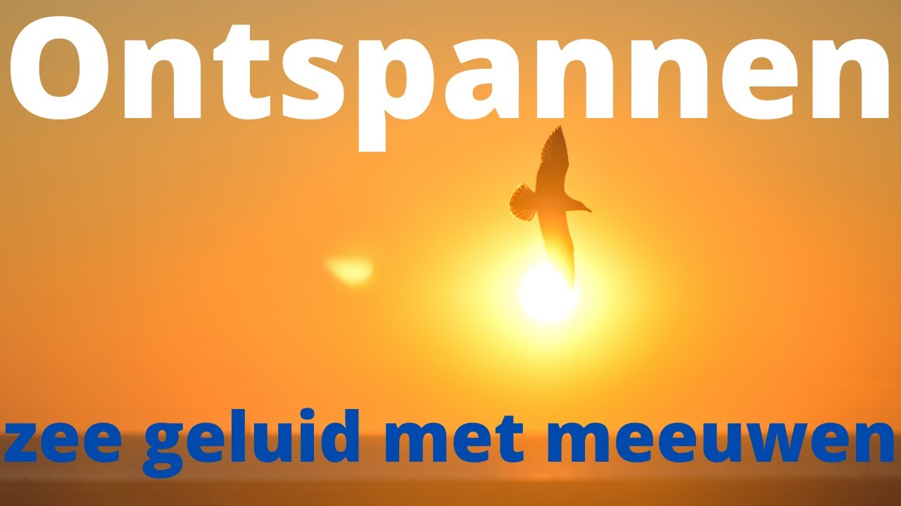 zee geluid met meeuwen | ontspannen natuurgeluiden