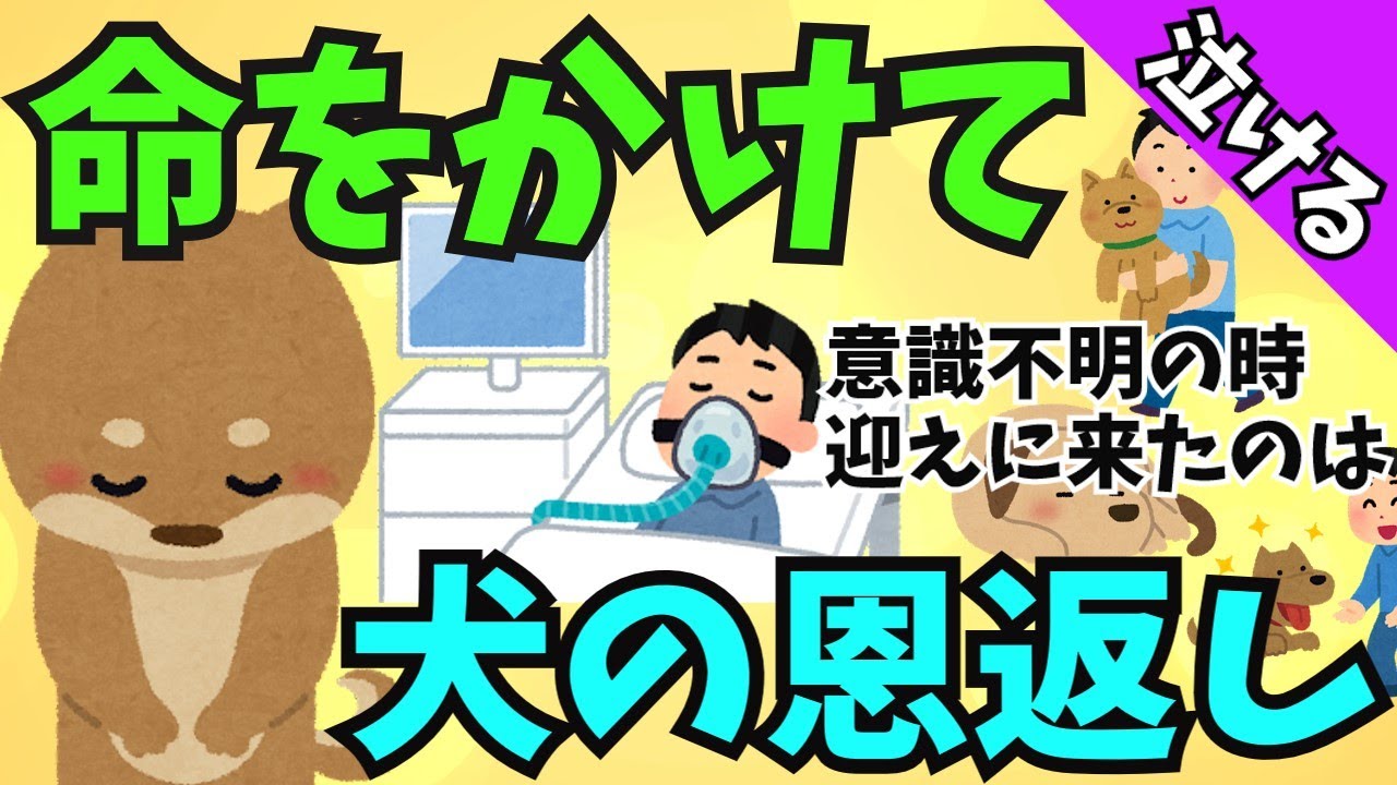 【泣ける話】危篤だった俺を助けてくれたのは愛犬だった【感動する話  涙活 感動 泣ける 犬 猫 ほっこり 面白い話  実話】#2ちゃんねる #2ch