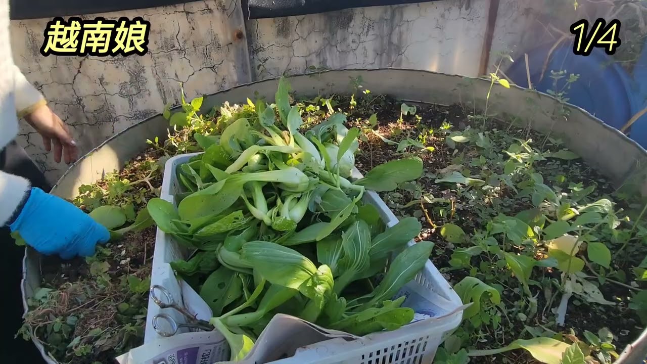 照顧草莓 期待苗😊