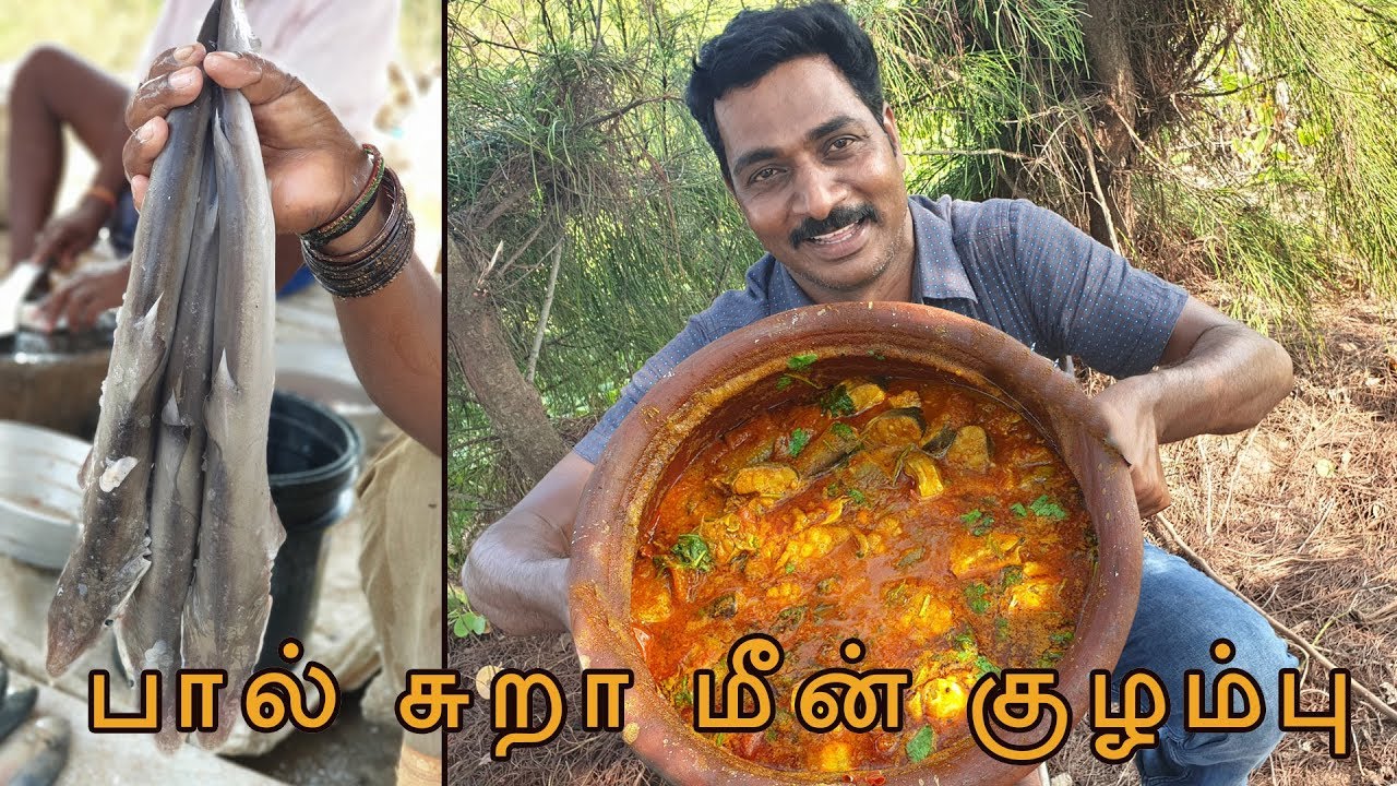 Tasty Shark Fish Curry |  Paal Sura Meen Kuzhambu | Mams masala | Health benefits
