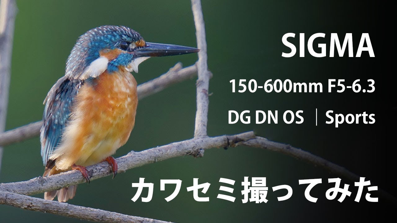 [ 鳥撮影 ] SIGMA 150-600mm F5-6.3 DG DN OS | Sports でカワセミを撮った結果... [ レビュー ]