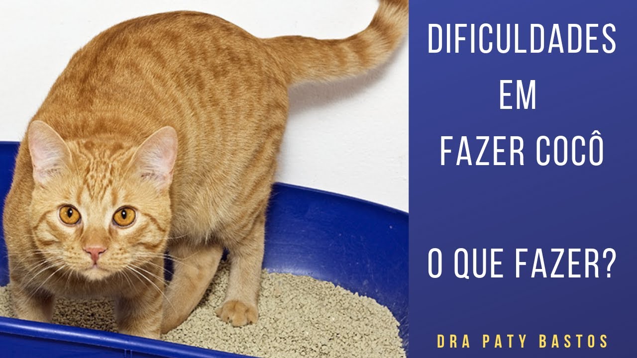 Dicas & Curiosidades com a Dra. Paty - Meu gato está com dificuldade de fazer cocô! O que fazer?