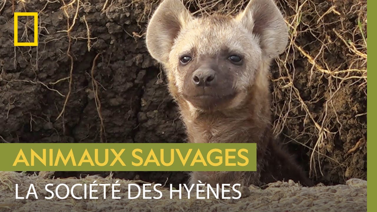 La vie mouvement&eacute;e d'une hy&egrave;ne &agrave; la t&ecirc;te d'une meute