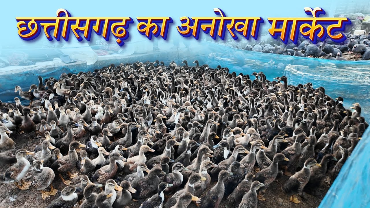 Bilaspur Duck & Guinea Fowl Market | Chicken Street Market Bilaspur Chhattisgarh | Poultry Market