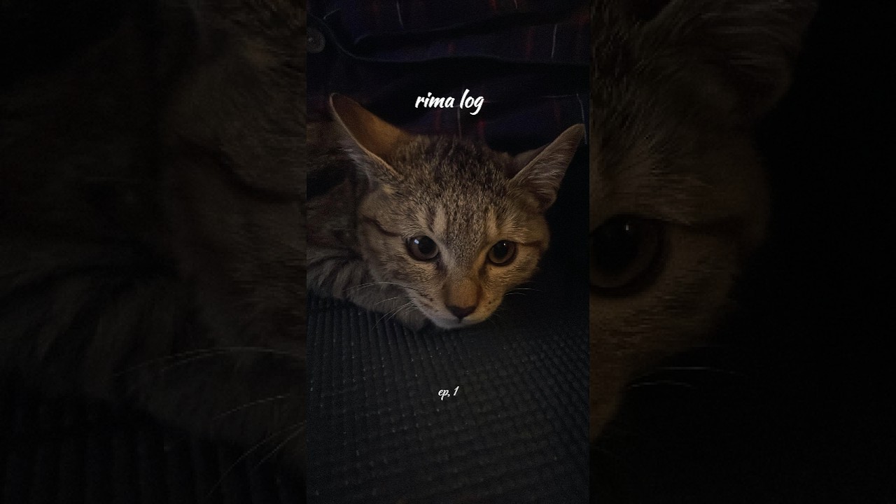 제주도 길고양이에서 집고양이로 나는 김리마 #제주도 #고양이 #cat