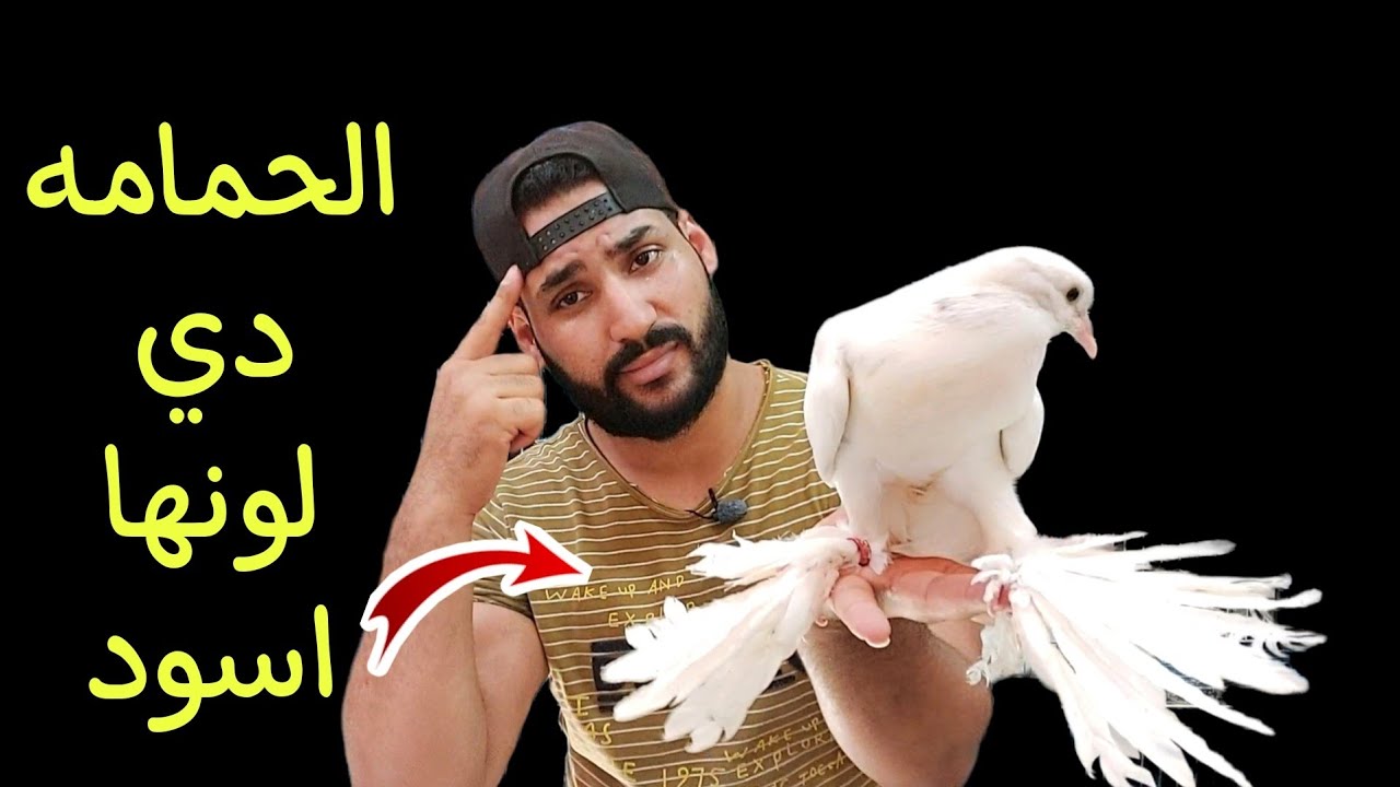 الحمامه دي لونها الحقيقي اسود مش ابيض | تعالي اعرفك السبب