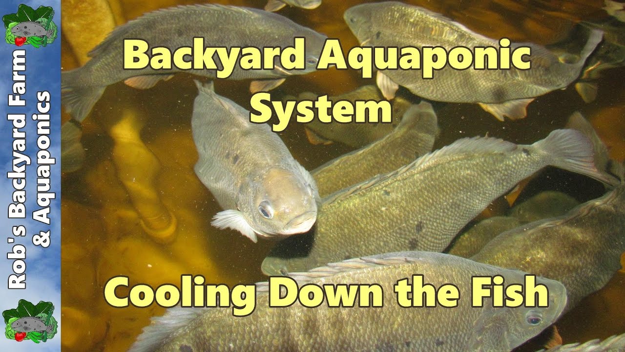 Backyard Aquaponic IBC system update, Cooling down the fish.. 11th January 2013..