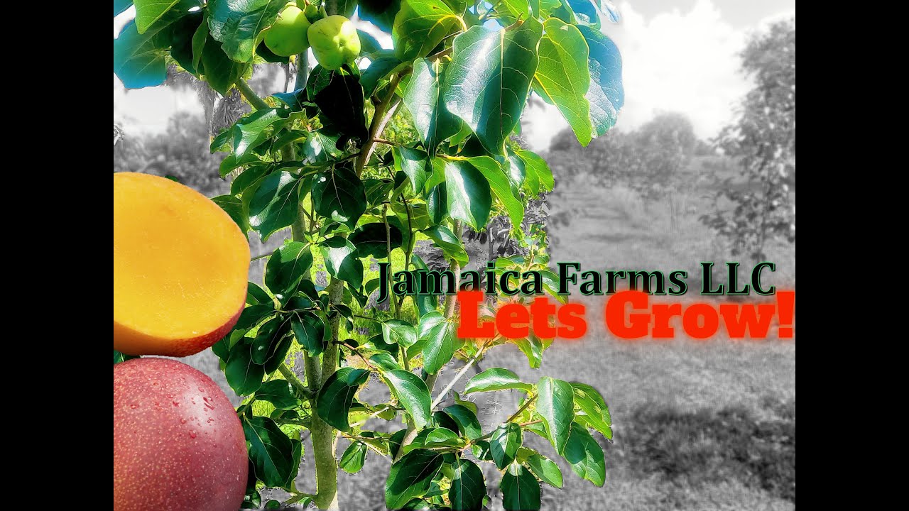This Jamaican Farm in Florida Feels Like Home 🇯🇲❤️ | Interview & Full Tour at Jamaica Farms LLC