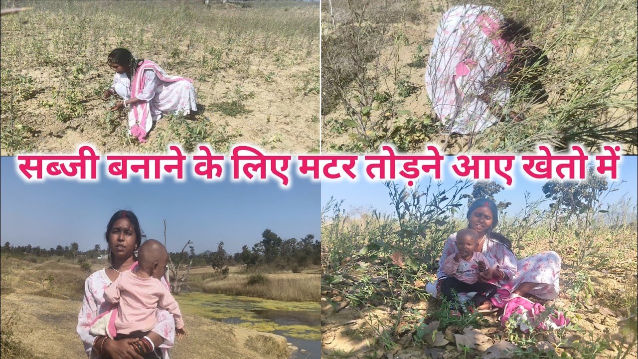 सब्जी बनाने के लिए मटर तोड़ने खेत में गए। Village life vlog.daily life style vlog.faimly vlog 