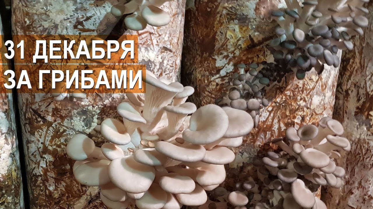 За грибами 31 декабря. Собираем вешенку. Грибы в декабре. Агрофирма 