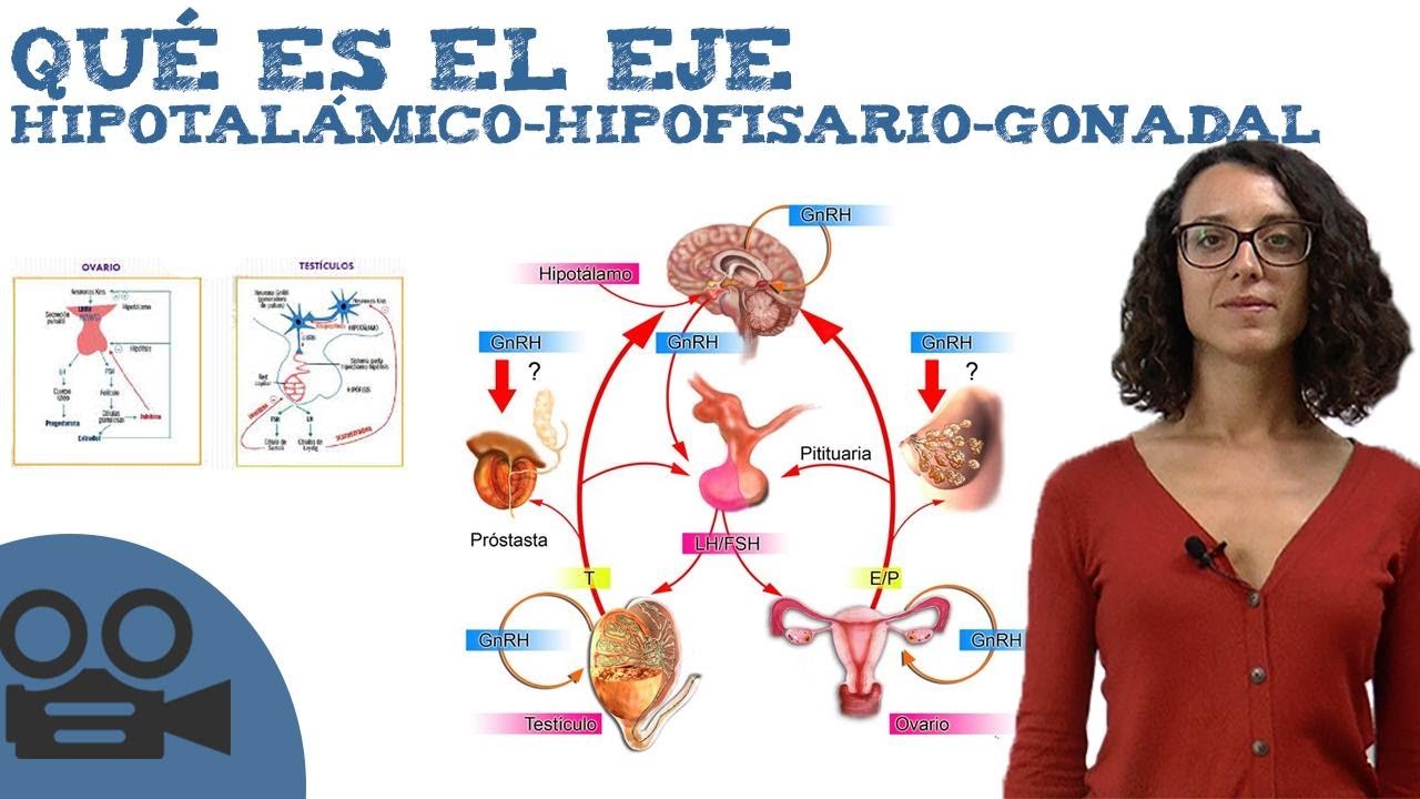 Qué es el Eje hipotalámico-hipofisario-gonadal