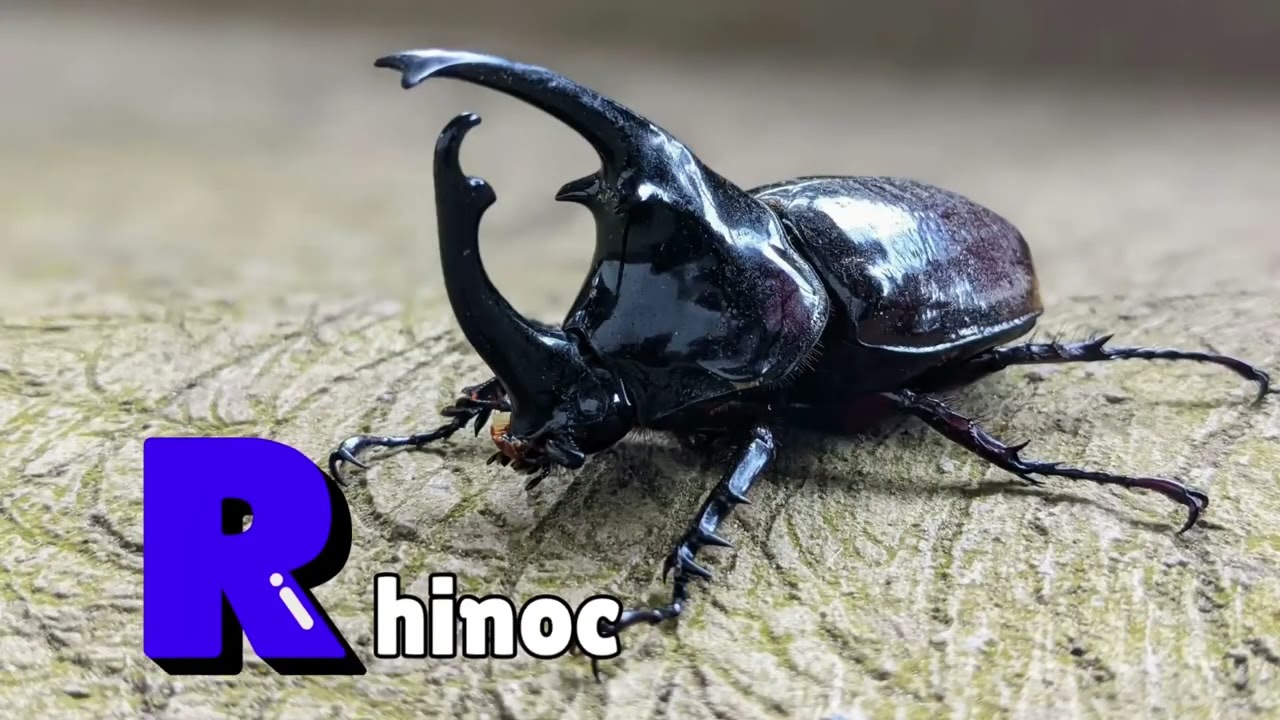 Insect alphabet ,A B C for kids