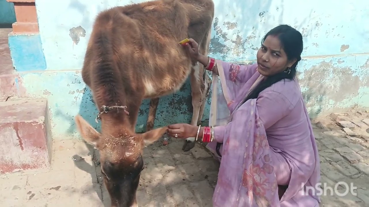   आज #मेरी  #गैया#🐄 खुश 🥰#हो गई#